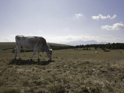 01_marchigiana al pascolo
