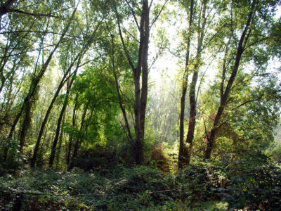 02_flora della riserva