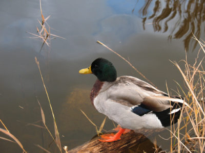 03_anatra di Portonovo