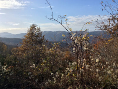 03_vegetazione florida e spontanea