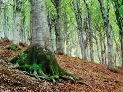 04_Piani di Canfaito (faggi)