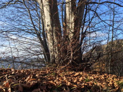 04_dettaglio faggeta