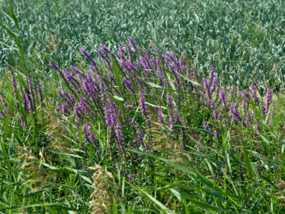 04_vegetazione spontanea