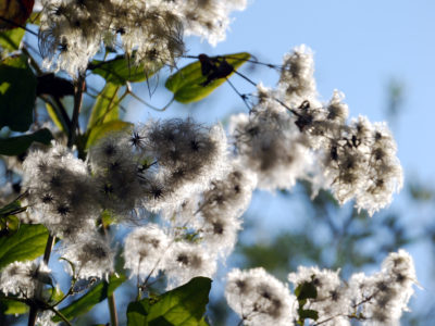 05_flora della riserva