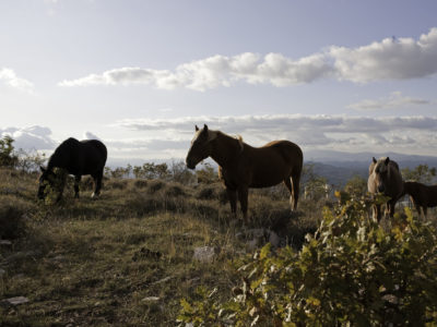 05_pascolo equino