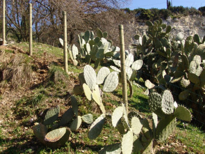 08_cactus sul Conero