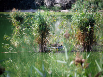 08_riserva e garzaia