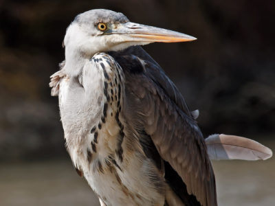 10_avifauna migratoria