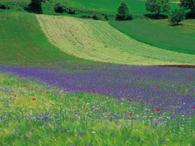 Parco del Monte Conero